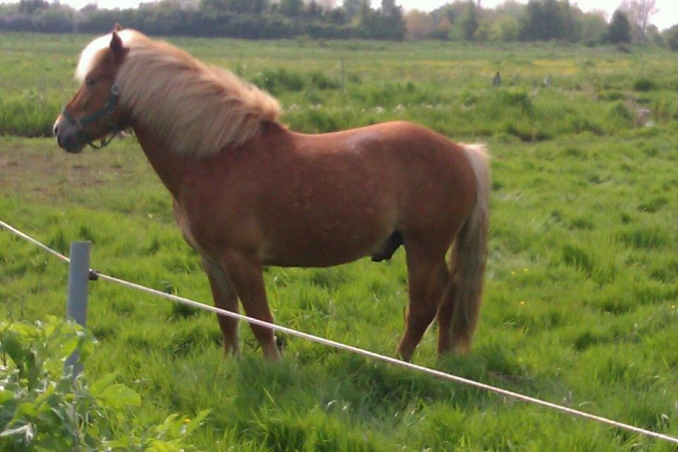 Anden særlig race Prins, haflinger blanding, "Basse" billede 11