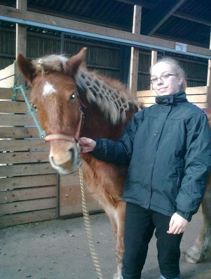 Anden særlig race Prins, haflinger blanding, "Basse" billede 12