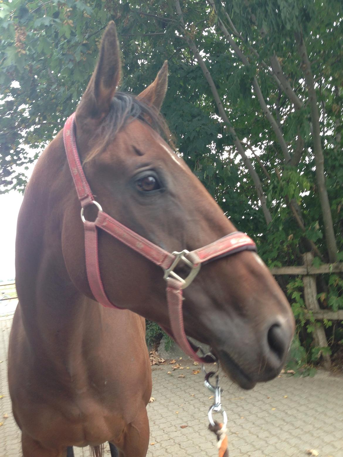 Fuldblod (XX) Bon Easter (Tidl. Hest) billede 14