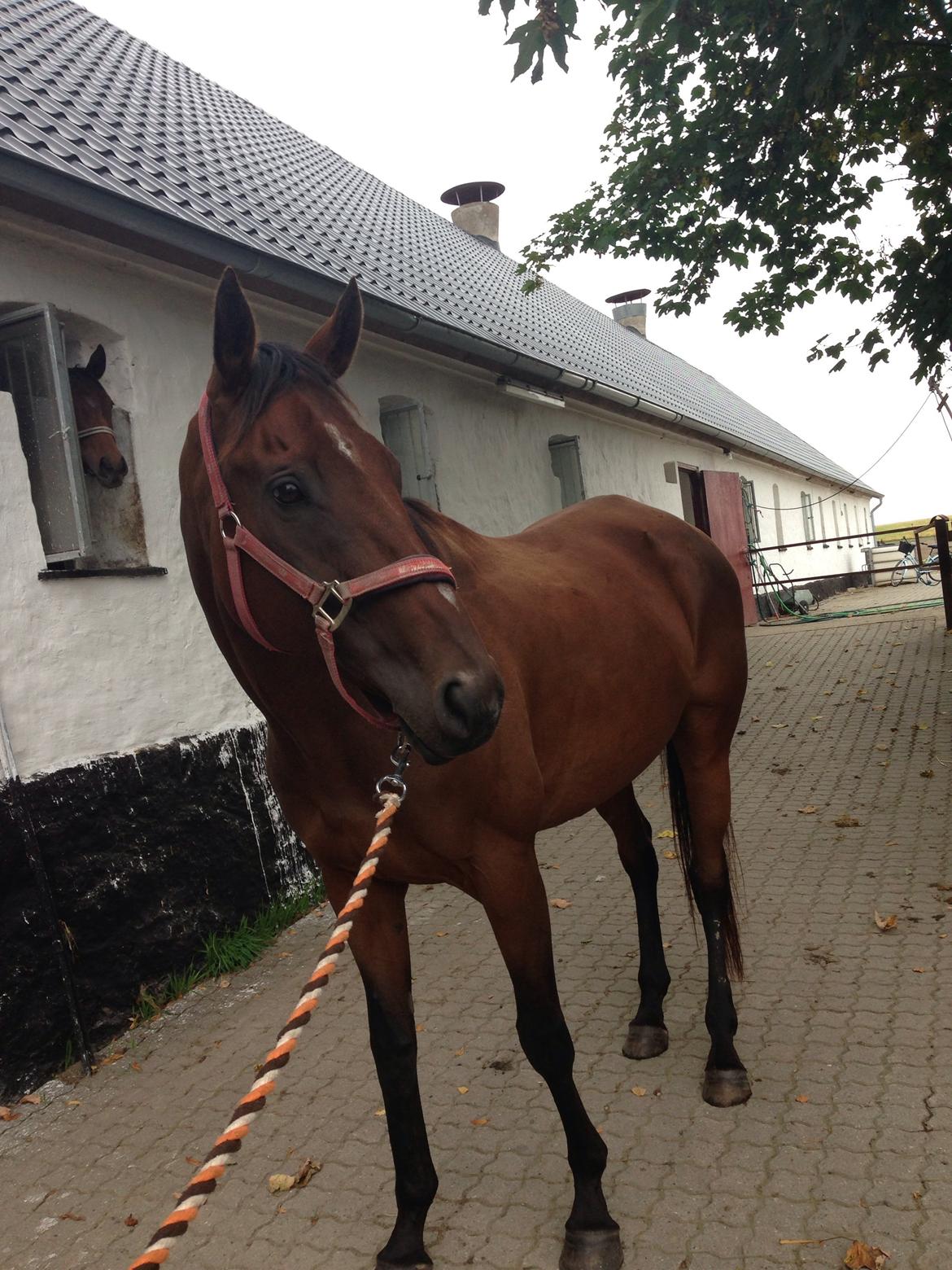 Fuldblod (XX) Bon Easter (Tidl. Hest) billede 15