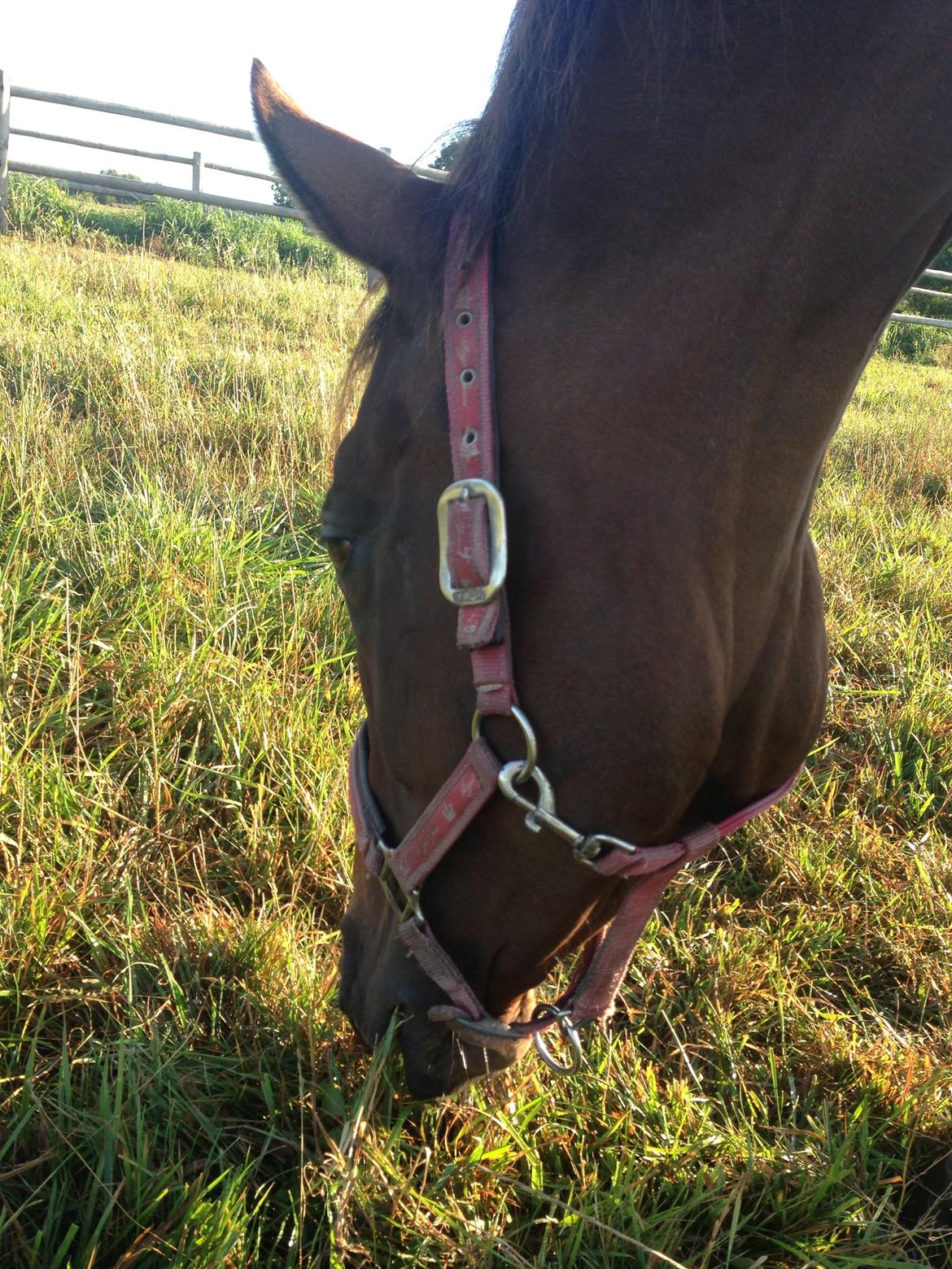 Fuldblod (XX) Bon Easter (Tidl. Hest) billede 16