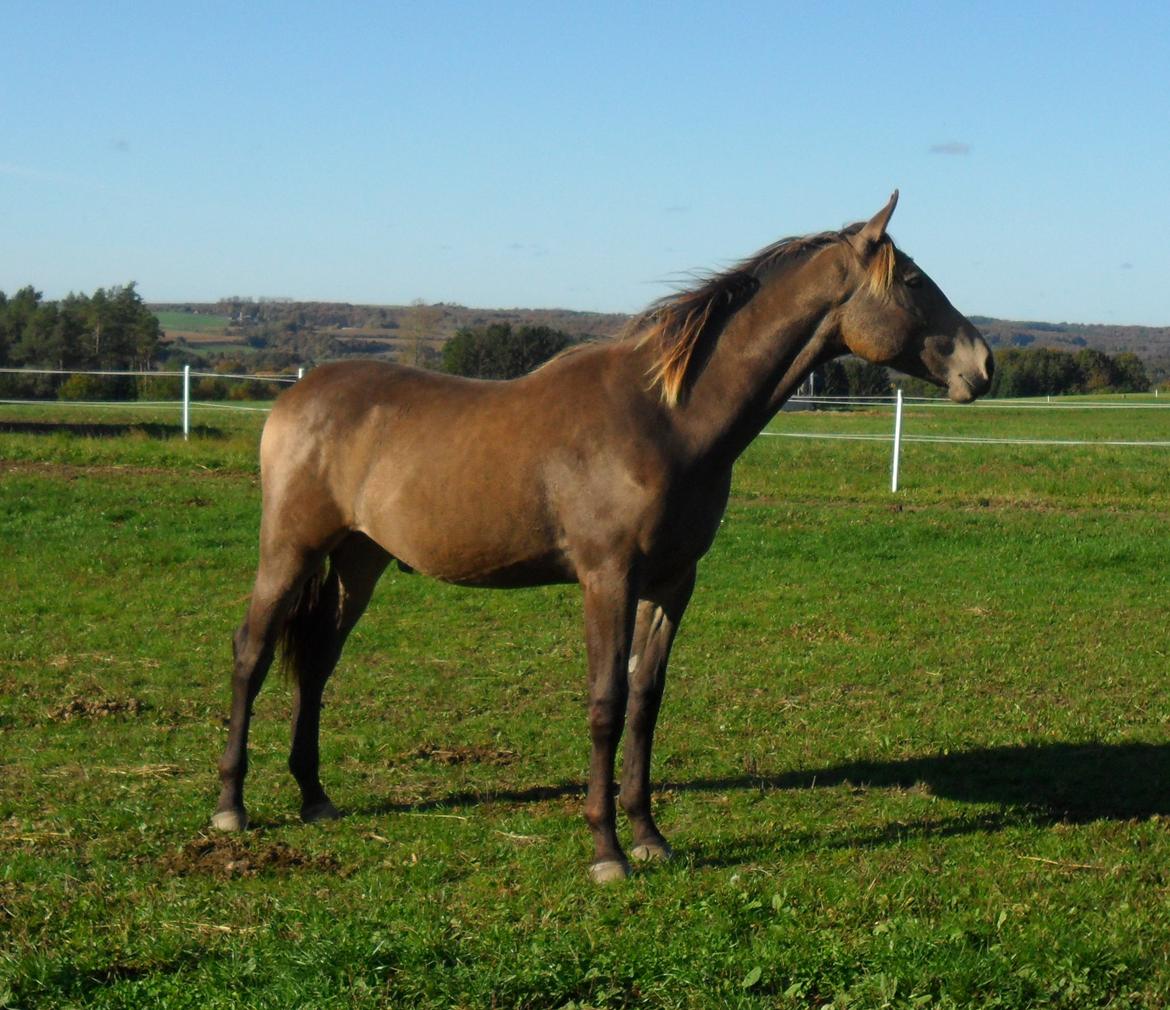 Anden særlig race Klitgaards Maximilian*R.I.P* - Bobber den 18 Oktober.. Store dreng! billede 26