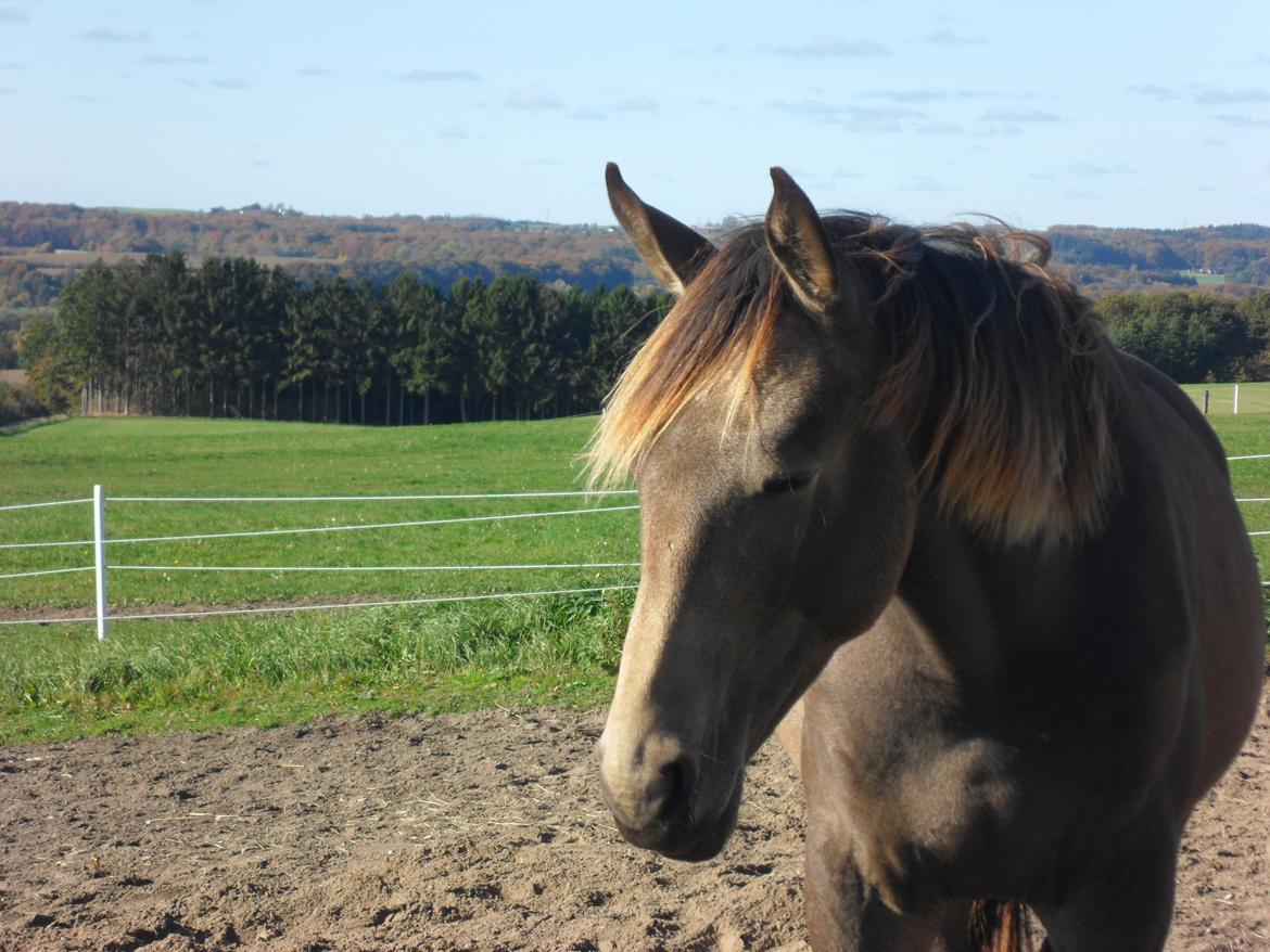 Anden særlig race Klitgaards Maximilian*R.I.P* - Trætte drengen den 18 oktober 2013 billede 45