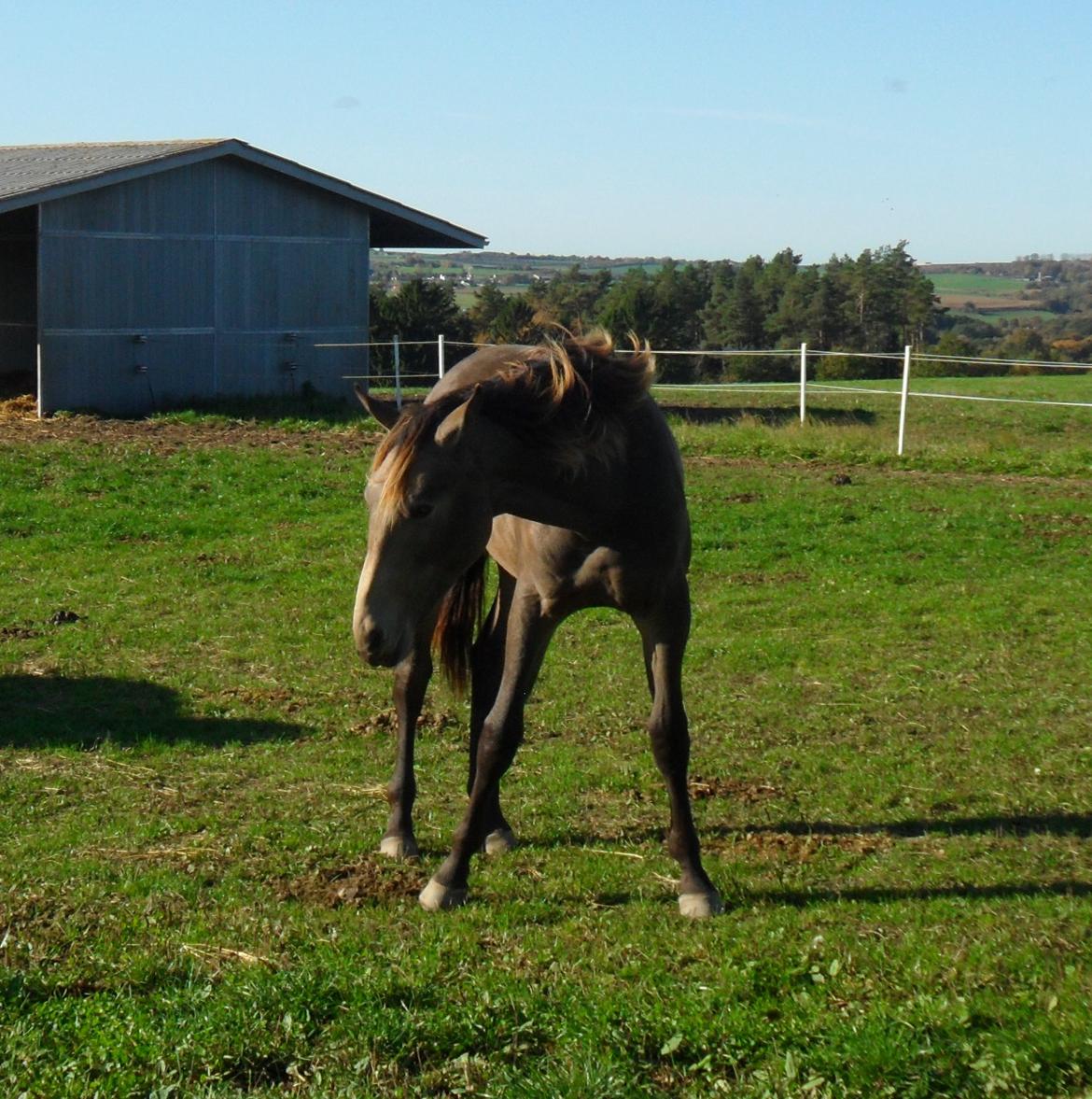 Anden særlig race Klitgaards Maximilian*R.I.P* - 18 oktober 2013 billede 46