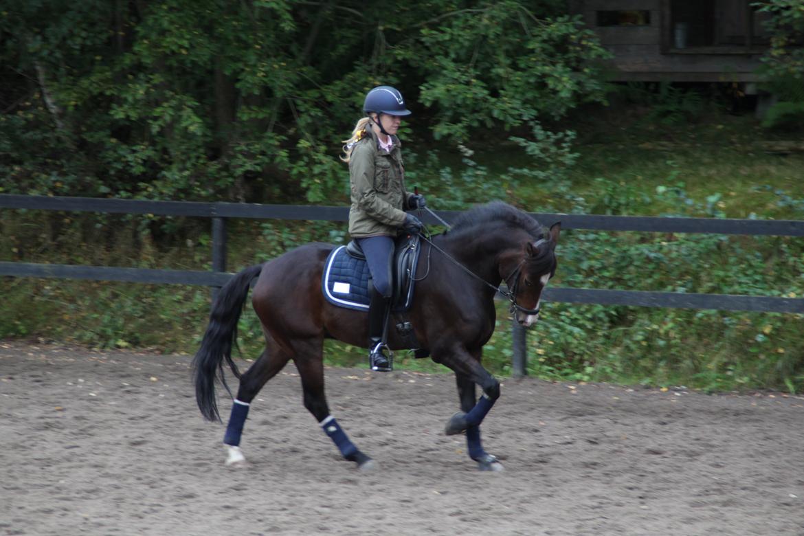 New Forest Romeo's Geiger B-pony - Undvisning på Lysthøjgård. billede 19