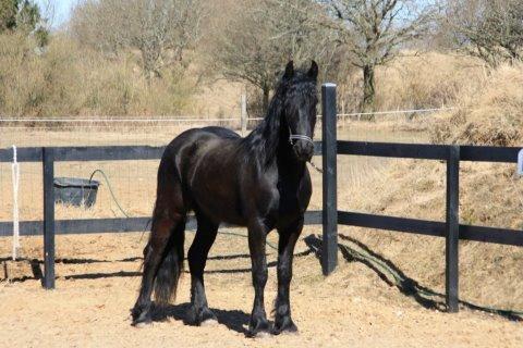 Frieser Temmy 5 - Billede fra gammel ejer. - han er smuk!. :) billede 7