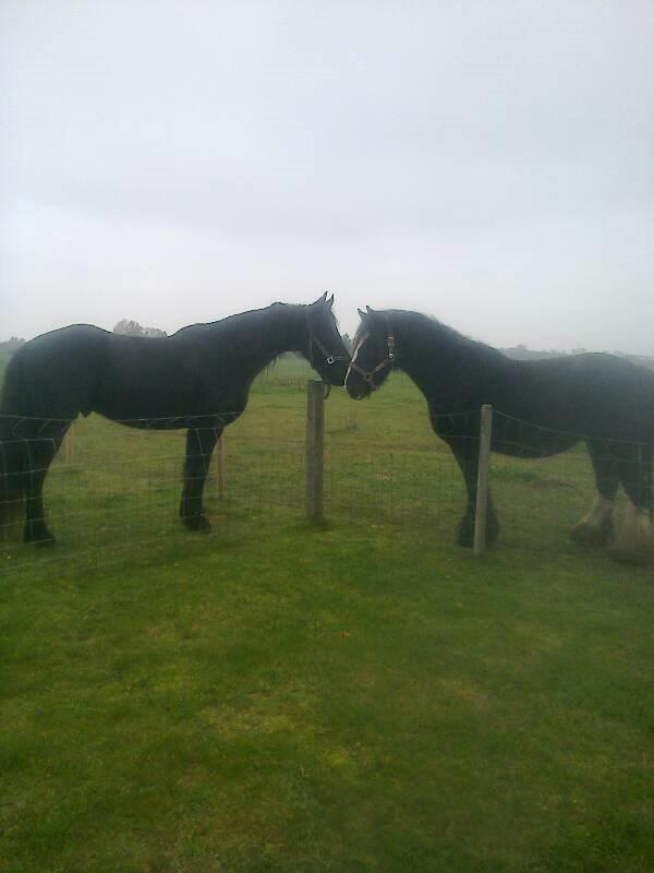 Frieser Temmy 5 - Ankomst på hindholmvej. - fik en pæn modtagelse!. :) billede 2