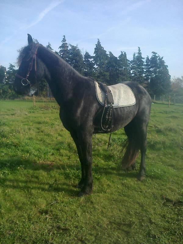 Frieser Temmy 5 - Vi forsøgte os med longering, mislykkedes.. så vi tager da bare lige et billede fra den gode side. ;) billede 5