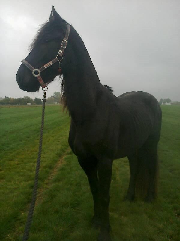 Frieser Temmy 5 - Første tur ned hos naboens Hingste, de var spændende.. nysgerrige hest.. :) billede 3