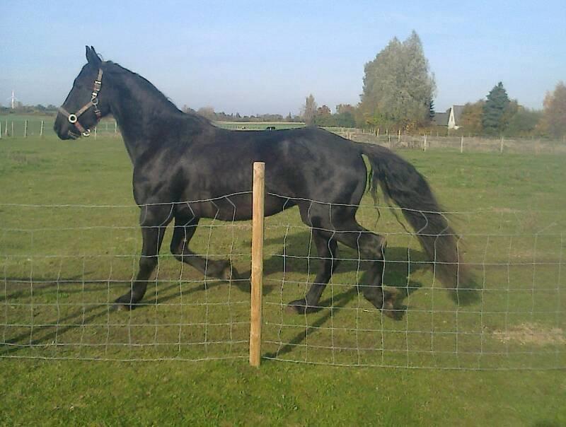 Frieser Temmy 5 - Løber ned til de andre: Jeg vil også være med til at lege! billede 6