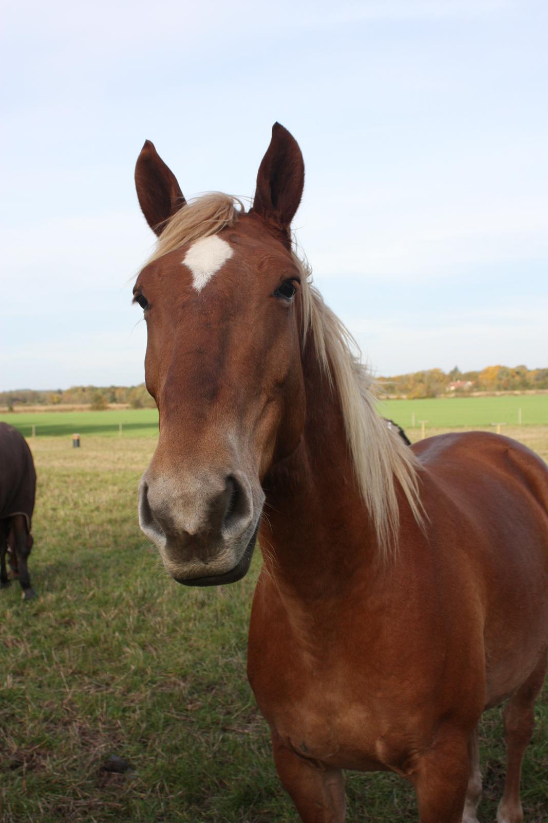 Frederiksborg | Ajaxander Jones (Ajax) billede 21
