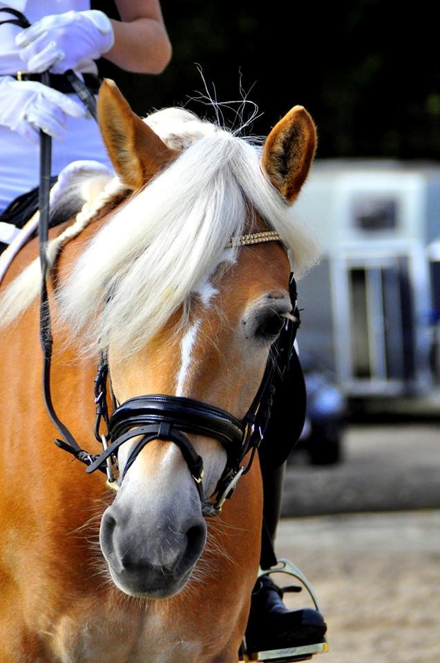 Haflinger Fanni - Du har altid et glimt i øjet, og det kærligste udtryk<3 billede 7