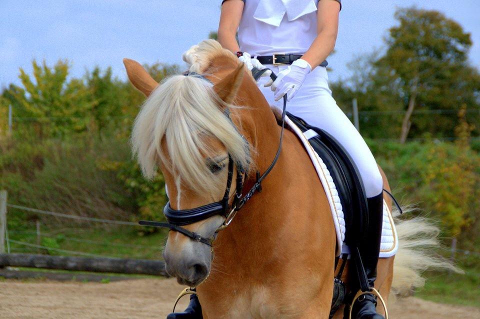 Haflinger Fanni billede 8