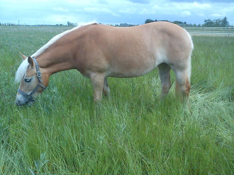 Haflinger Fanni - Intet bedre end fold hygge, efter en skøn ridetur!;-) billede 20