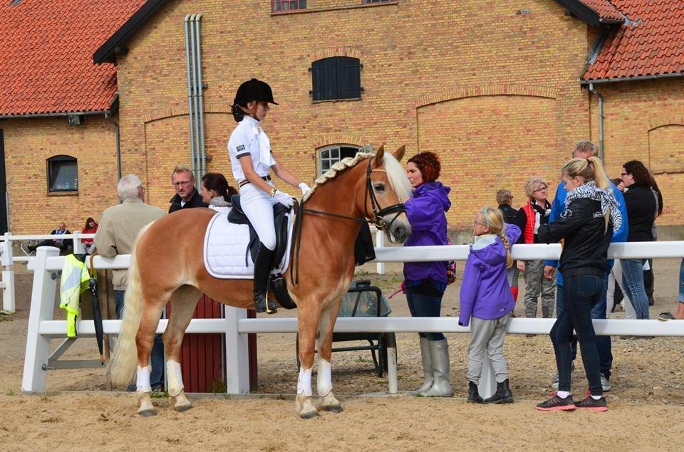 Haflinger Fanni - Dejlig pony!<3 billede 9