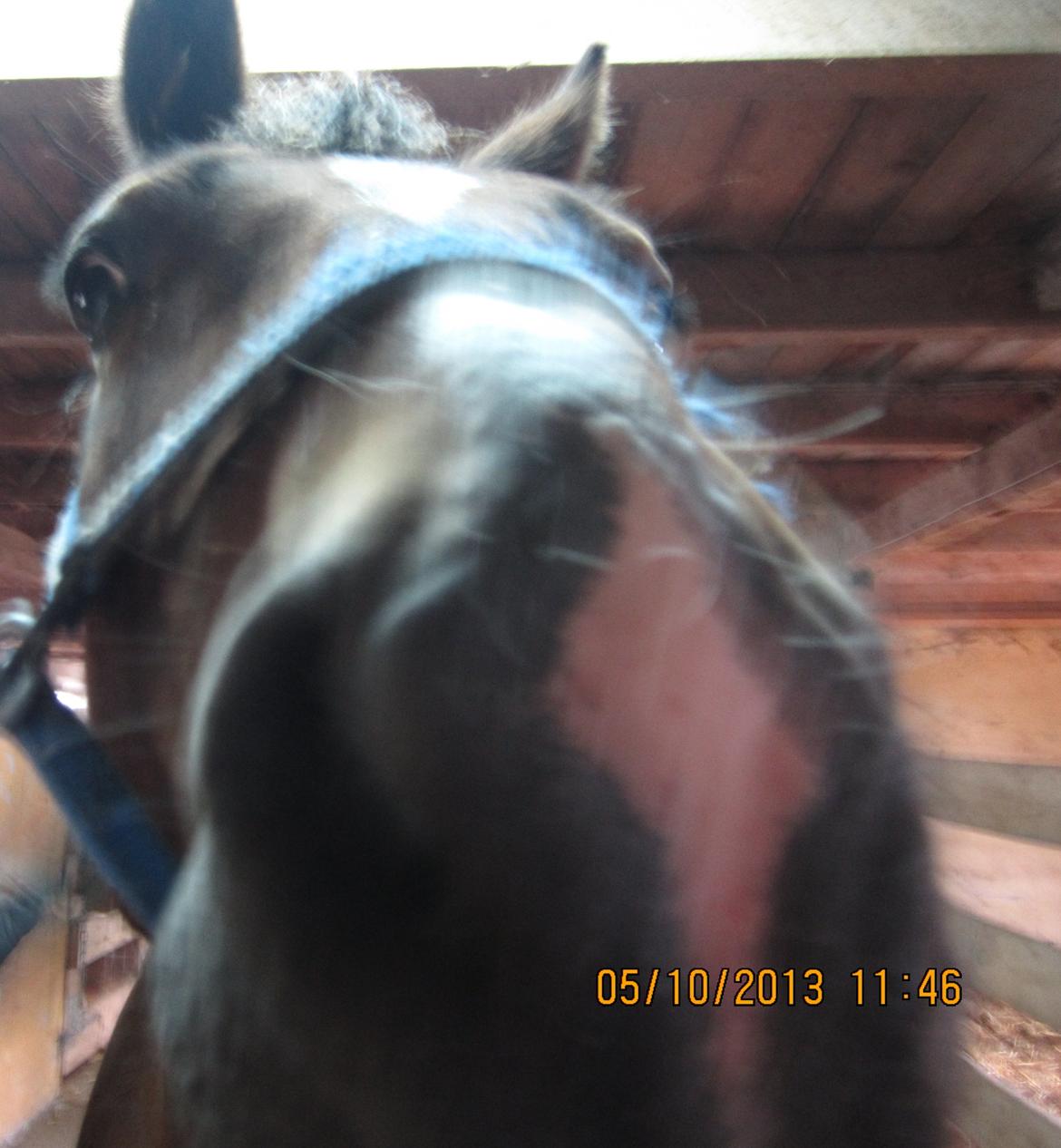 Welsh Cob (sec D) Aberlour's Omegas Last Son billede 1