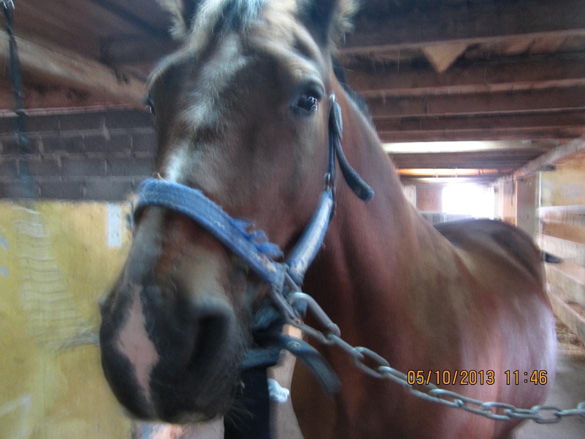 Welsh Cob (sec D) Aberlour's Omegas Last Son billede 2