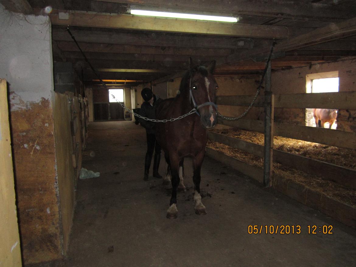 Welsh Cob (sec D) Aberlour's Omegas Last Son billede 5