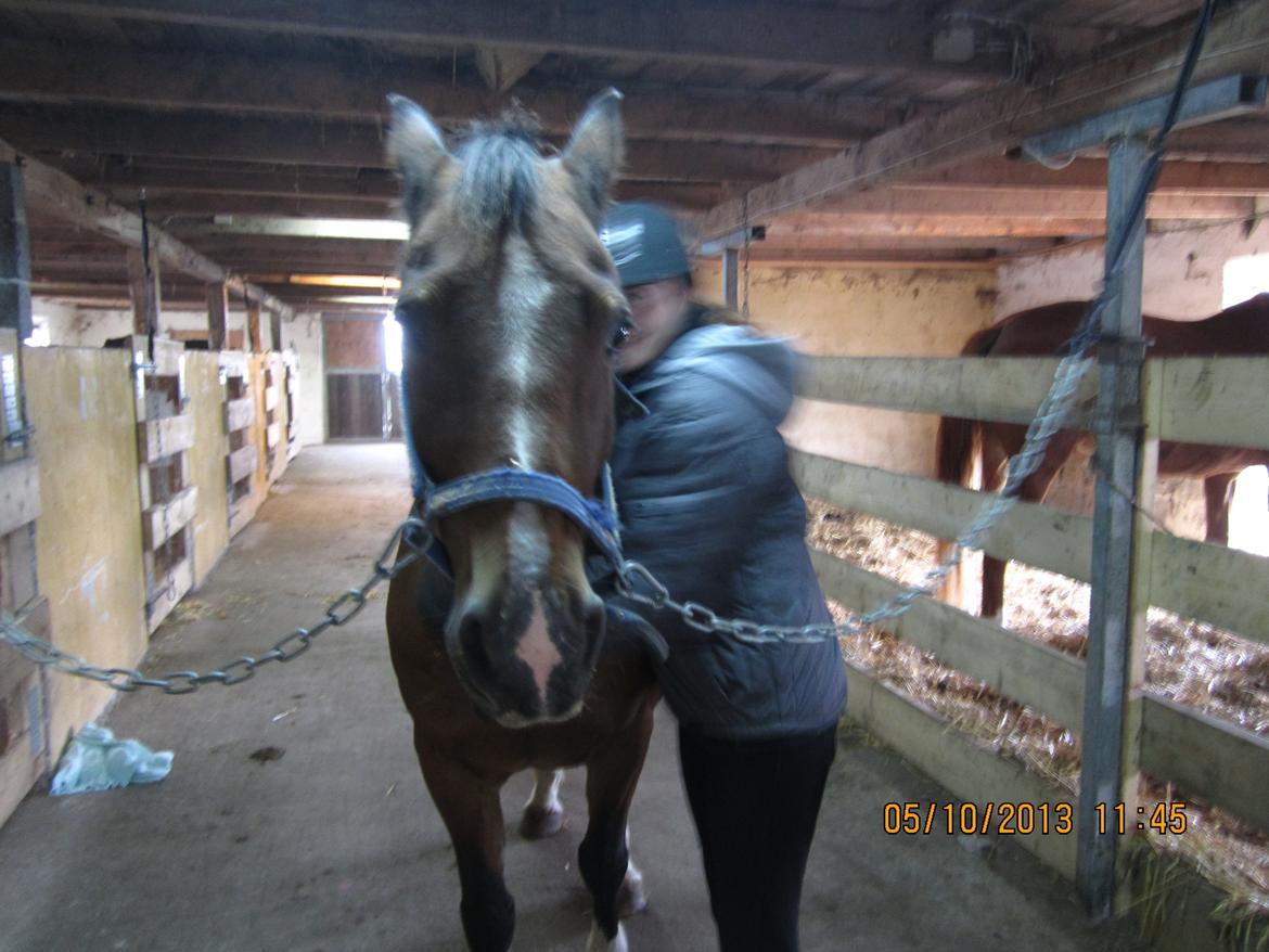 Welsh Cob (sec D) Aberlour's Omegas Last Son billede 7