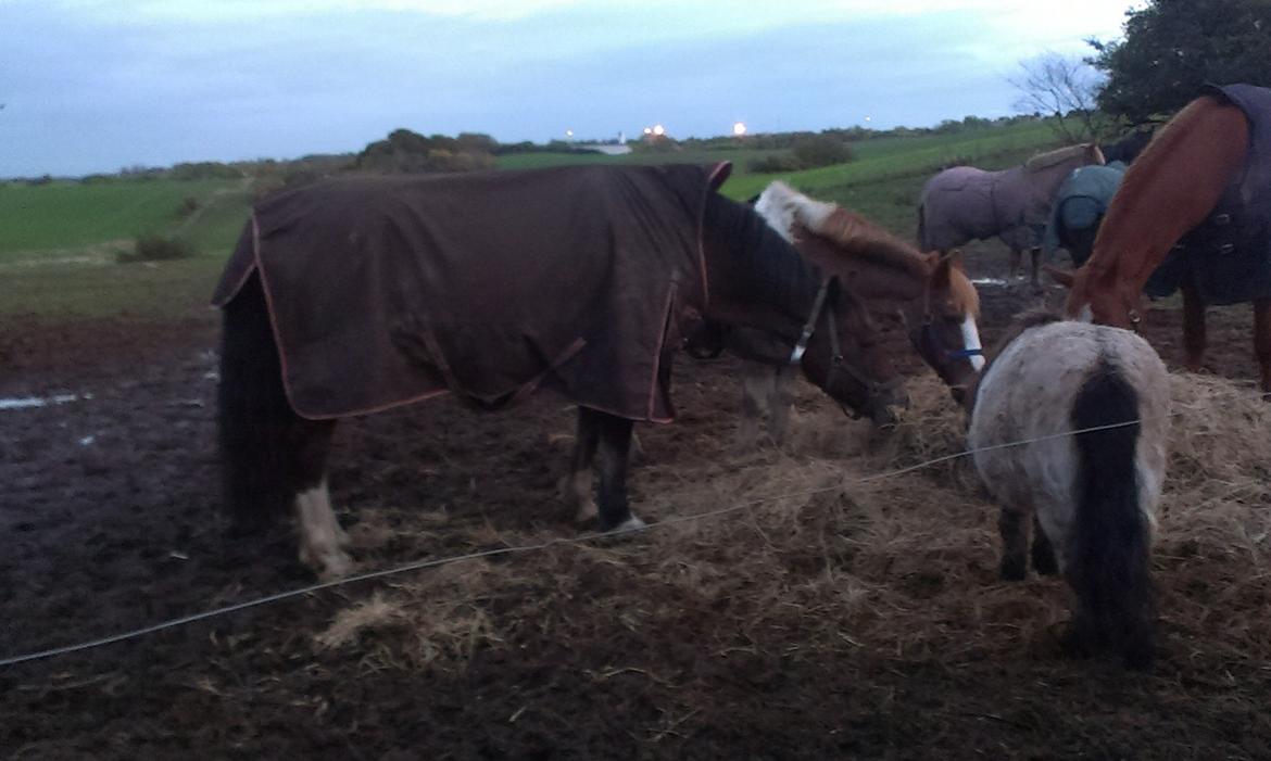 Welsh Cob (sec D) Aberlour's Omegas Last Son billede 11