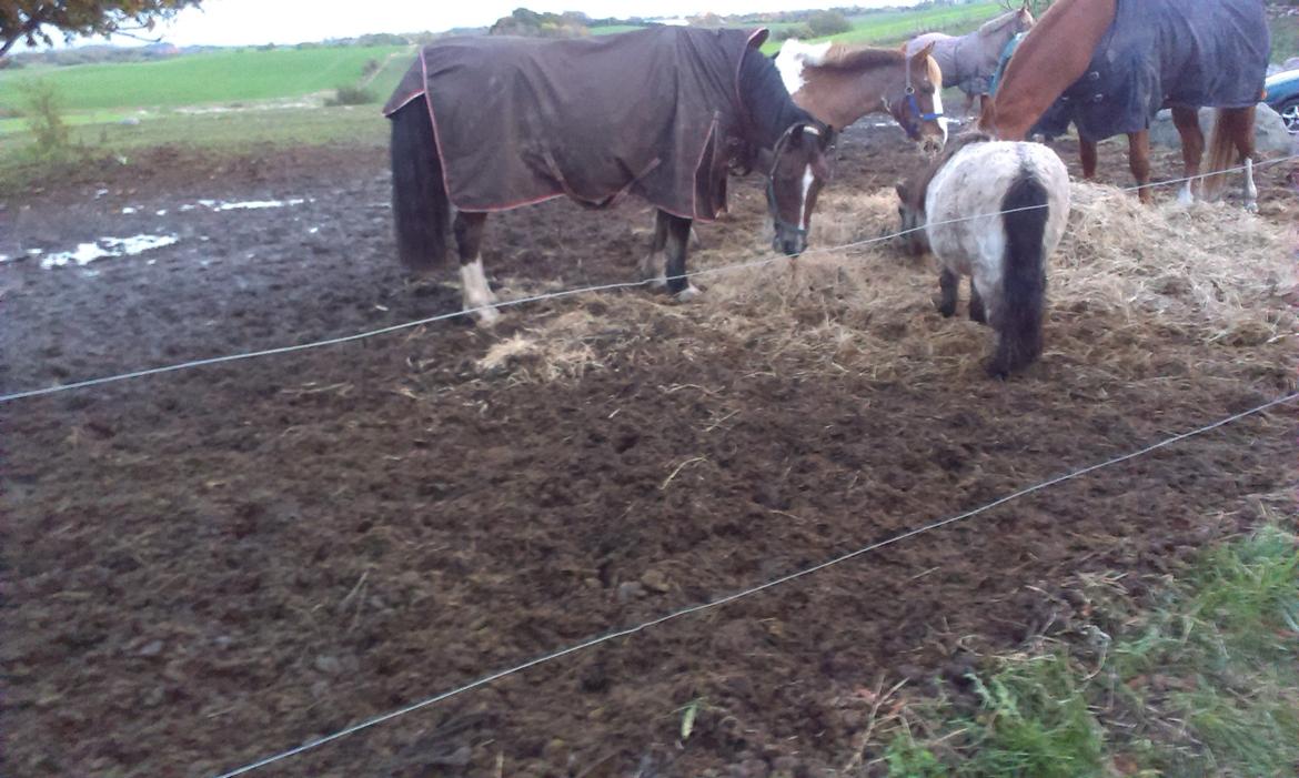 Welsh Cob (sec D) Aberlour's Omegas Last Son billede 13