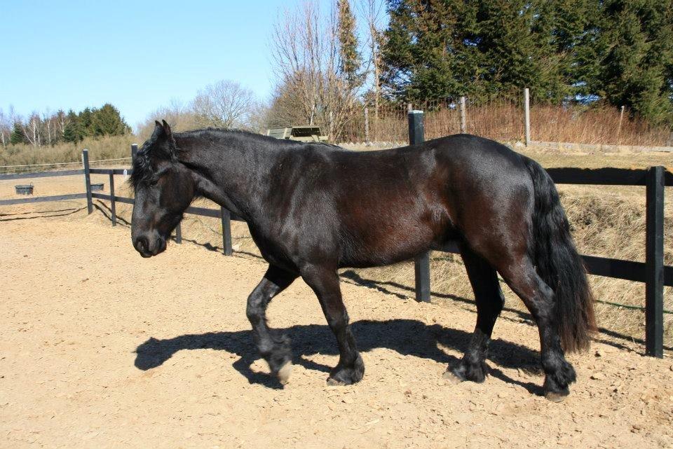 Frieser Temmy 5 billede 4