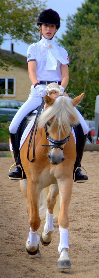 Haflinger Fanni - Trav!<3 billede 3