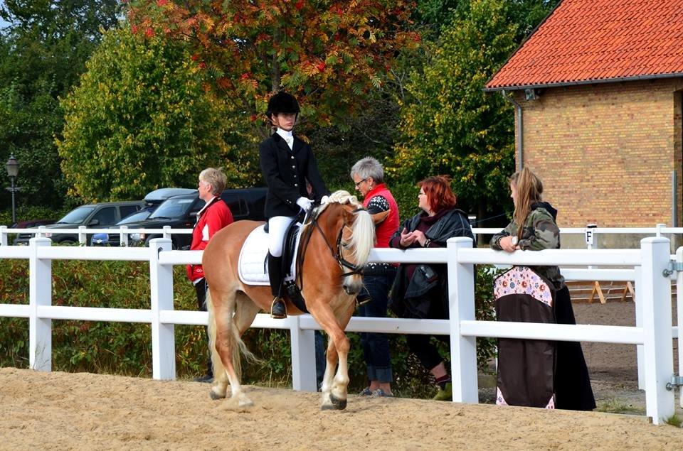 Haflinger Fanni billede 4