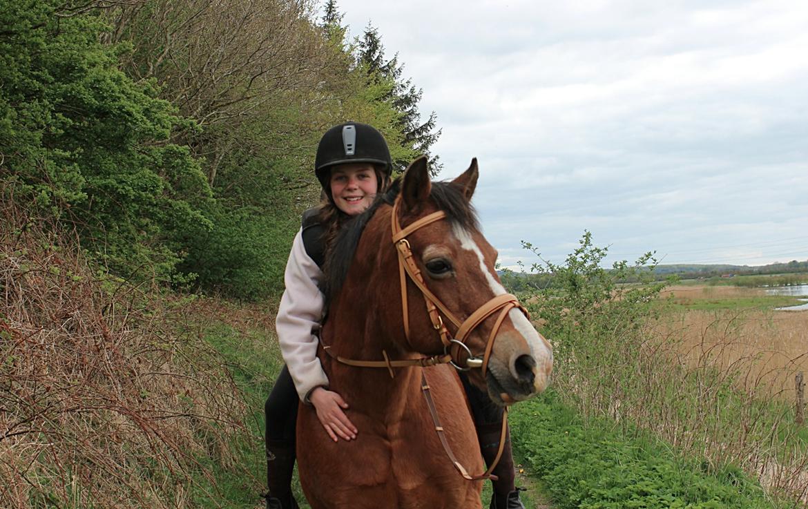 Welsh Cob (sec D) Greta (Passer) - Jeg savner dig så meget :'( <3 <3 ~Foto~ Caroline billede 4