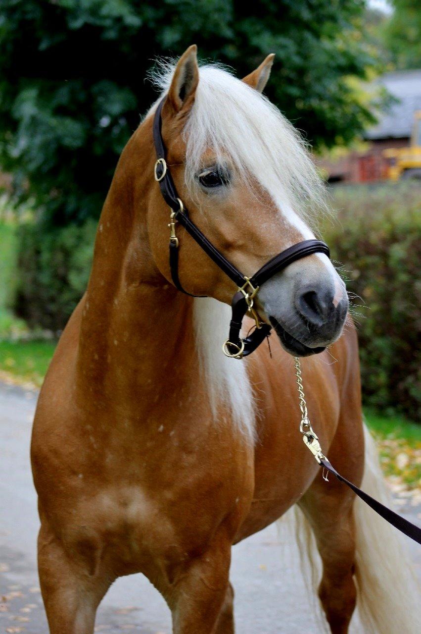 Haflinger Baflo af Brunbjerg - Avlshingst billede 1