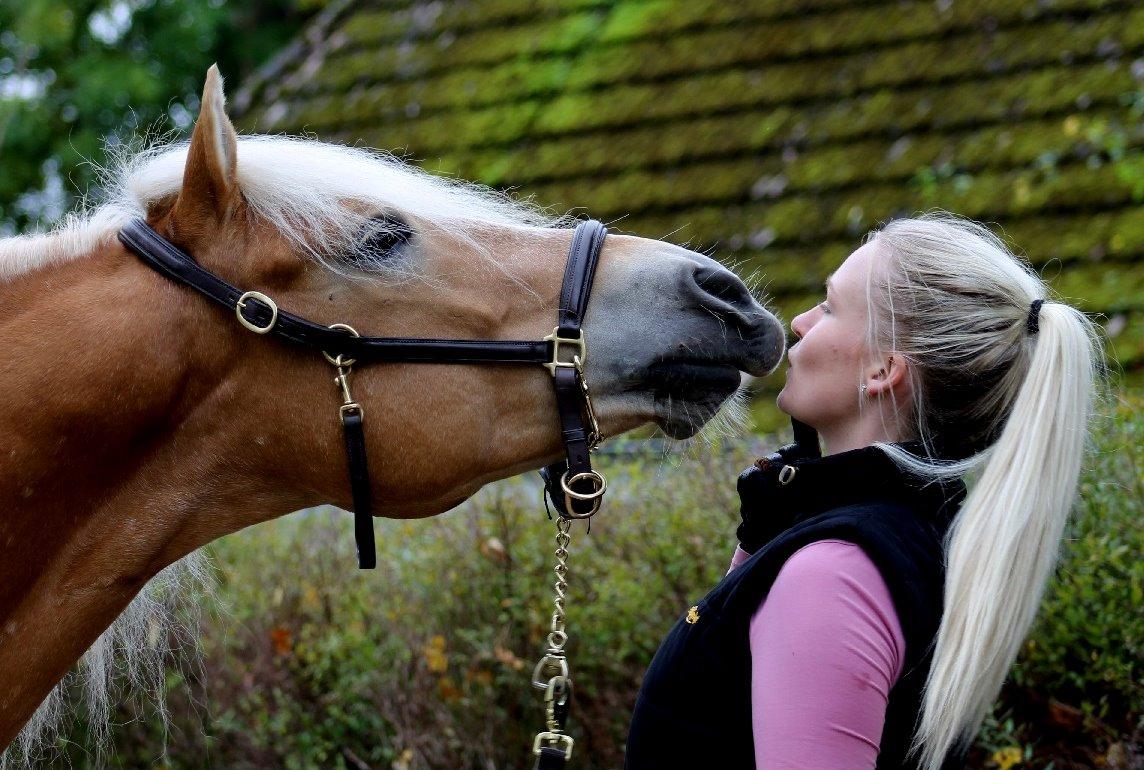 Haflinger Baflo af Brunbjerg - Avlshingst billede 2