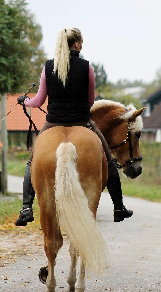 Haflinger Baflo af Brunbjerg - Avlshingst billede 3