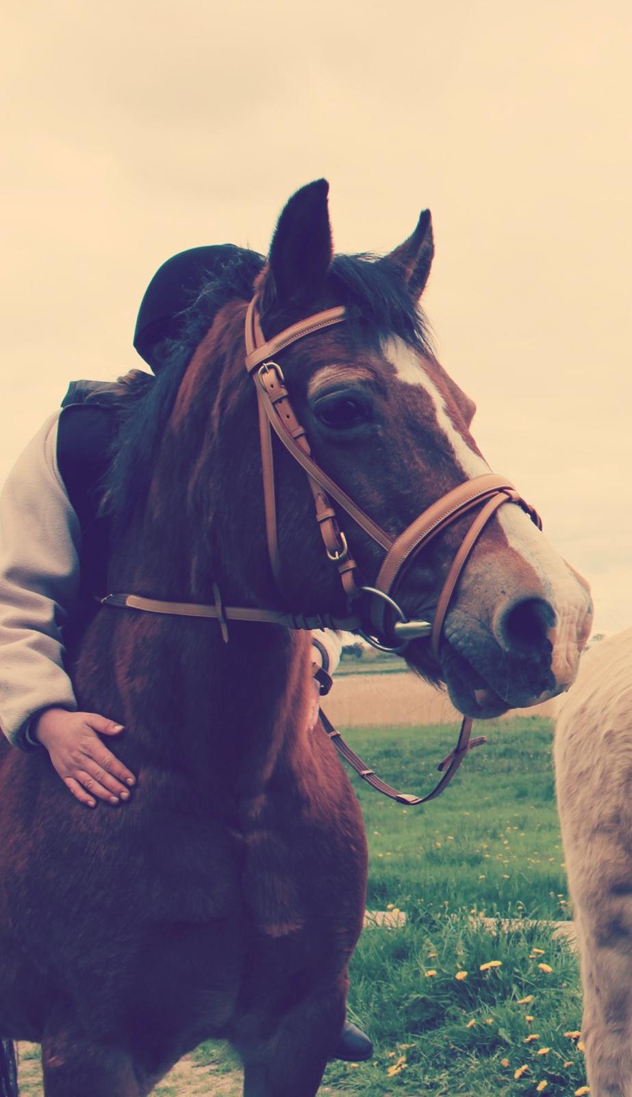 Welsh Cob (sec D) Greta (Passer) - I hjertet er du gemt, men aldrig glemt!! <3 <3 ~Foto~ Caroline billede 1