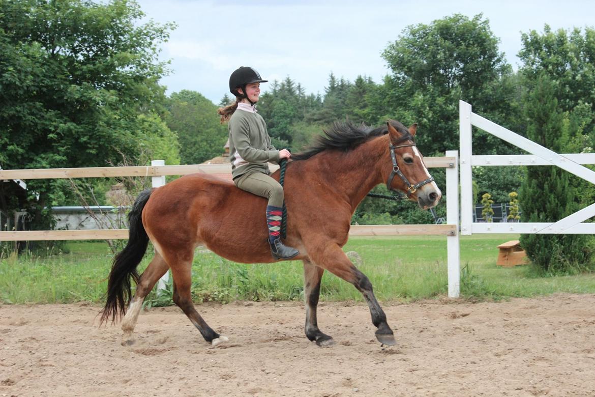 Welsh Cob (sec D) Greta (Passer) - Jeg elsker dig! :') <3 ~Foto~ Emma billede 2