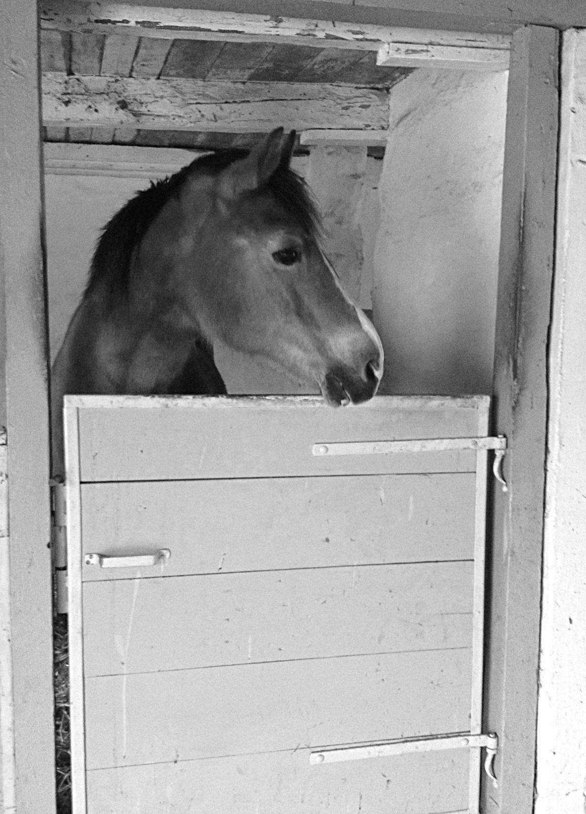 Welsh Cob (sec D) Greta (Passer) billede 5