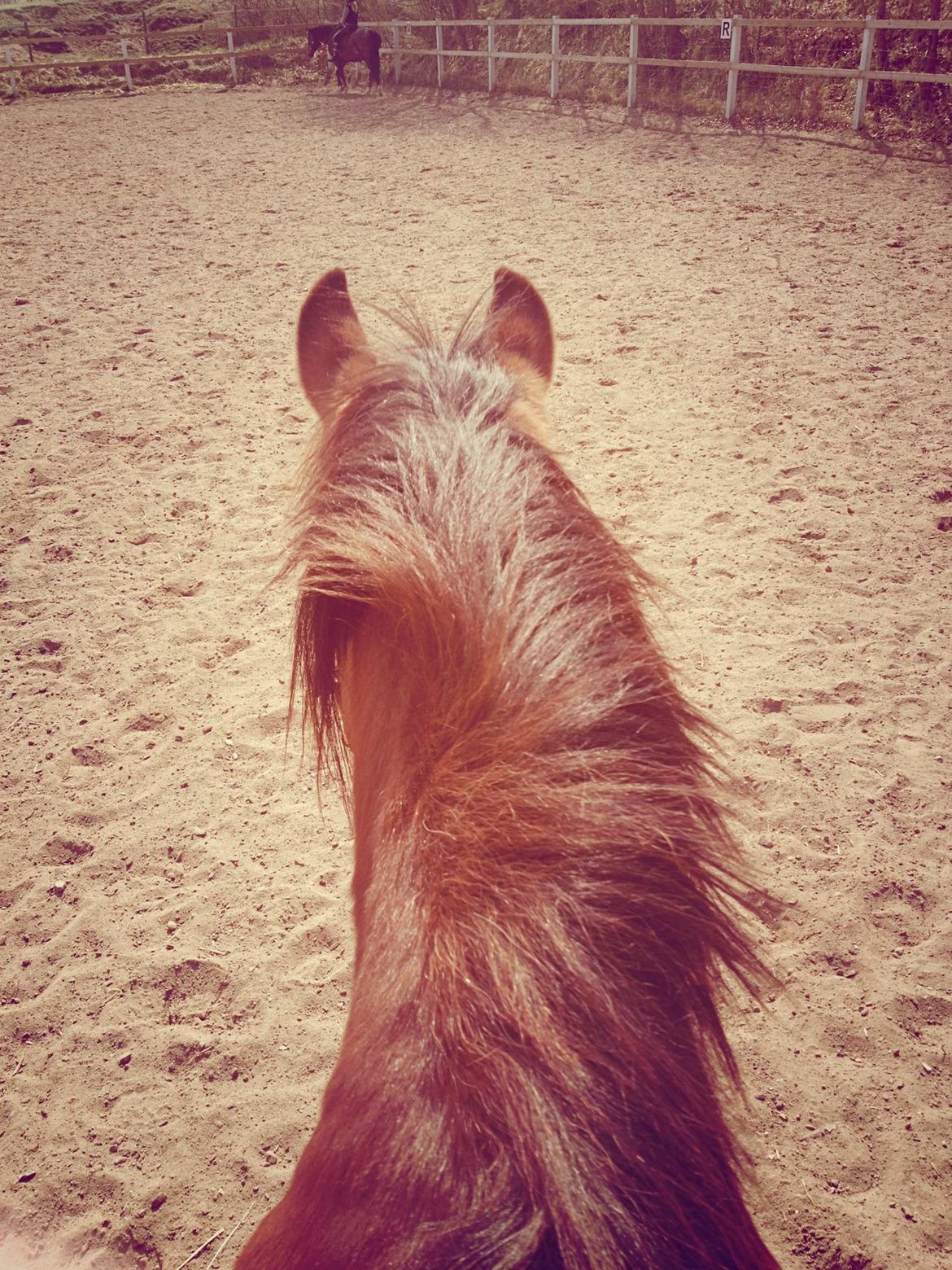 Welsh Cob (sec D) Greta (Passer) billede 13