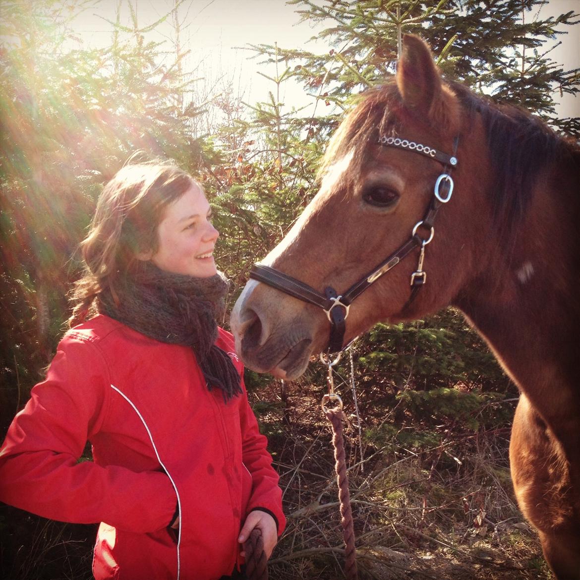 Welsh Cob (sec D) Greta (Passer) - Når himlen kalder, må man svare <3 <3 :'( ~Foto~ Asta billede 3