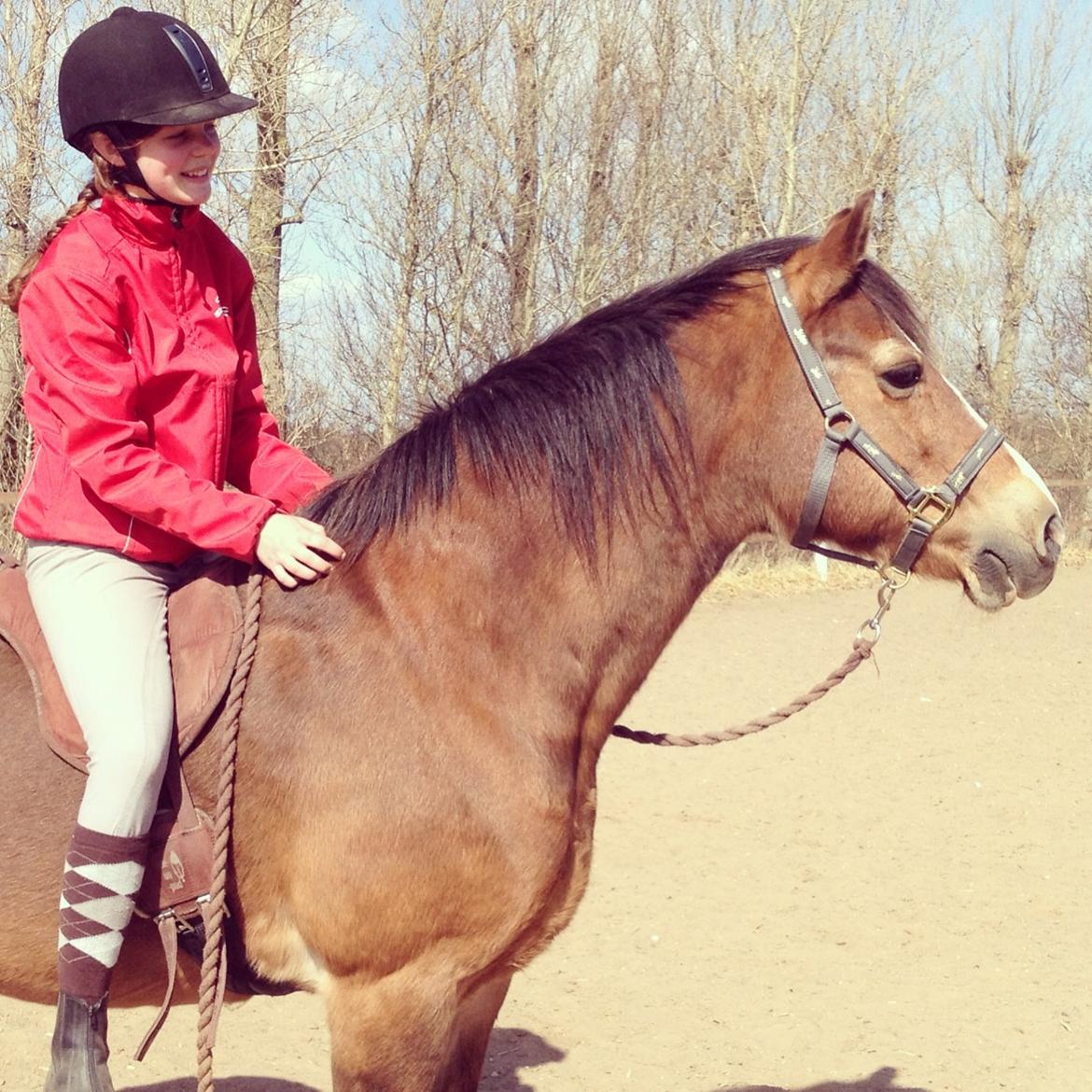 Welsh Cob (sec D) Greta (Passer) billede 11