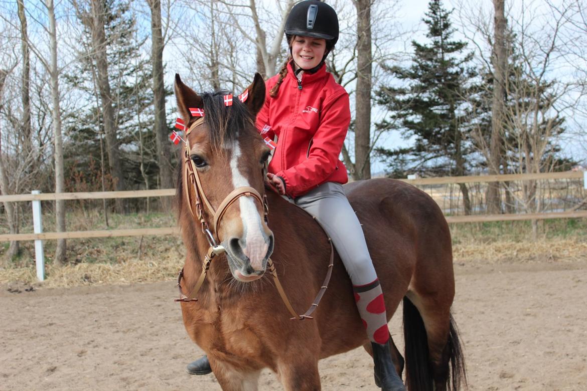 Welsh Cob (sec D) Greta (Passer) billede 6