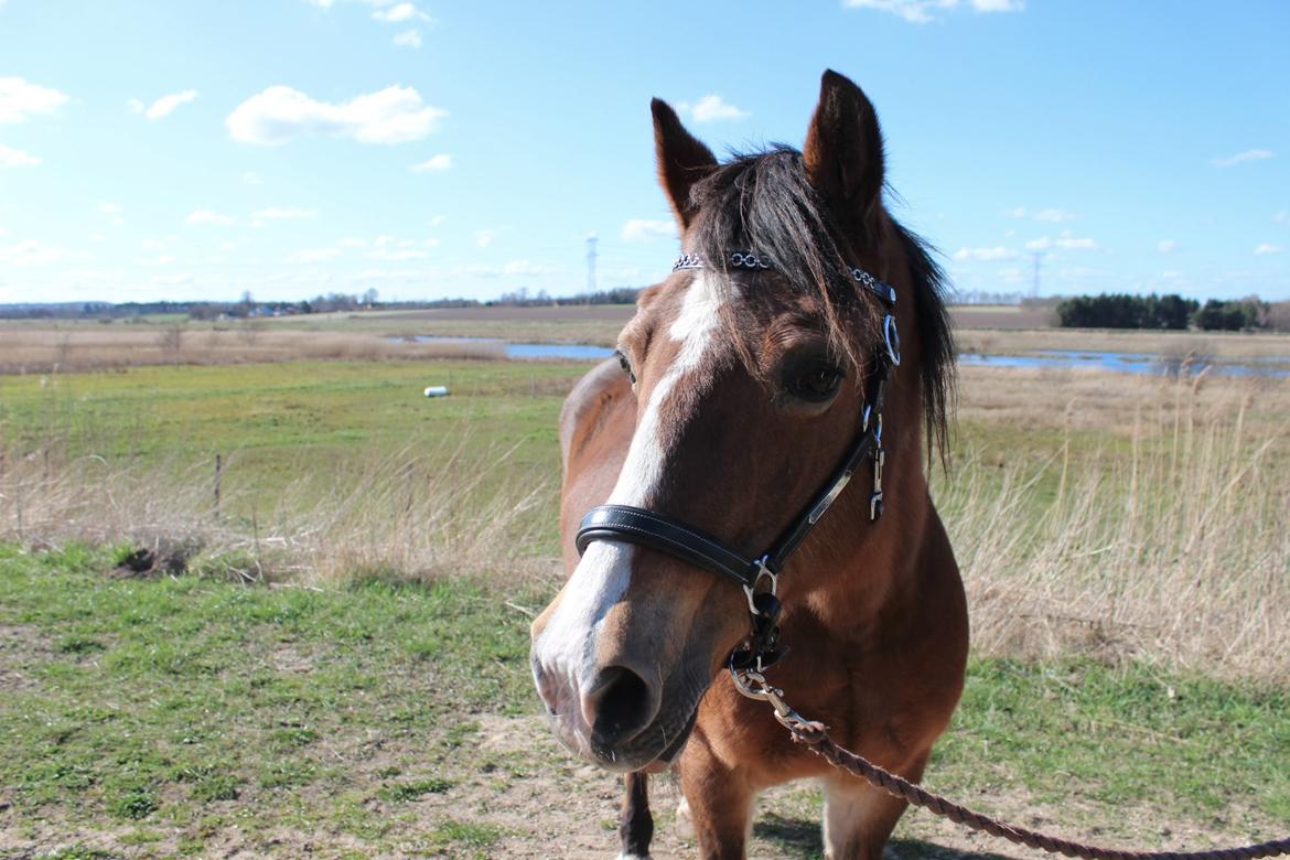 Welsh Cob (sec D) Greta (Passer) billede 8