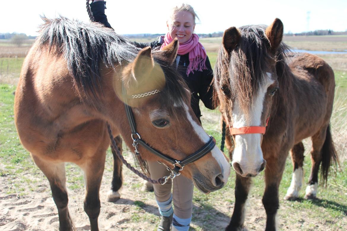 Welsh Cob (sec D) Greta (Passer) - Bedste veninder :') <3 ~Foto~ mig billede 9
