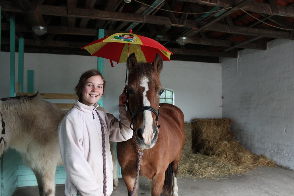 Welsh Cob (sec D) Greta (Passer) - Fætter BR <3 ~Foto~ Signe billede 10