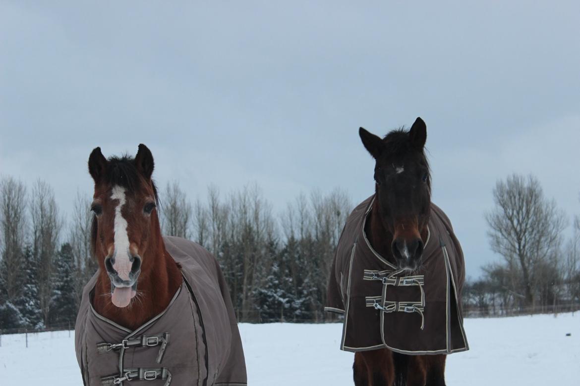 Welsh Cob (sec D) Greta (Passer) - Kærsteparret <3 ~Foto~ mig billede 12