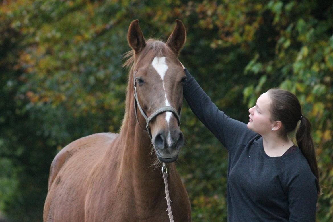 Dansk Varmblod Højbos Casius (Øffe) - Rest in Peace <3
"When someone you love becomes a memory, the memory becomes a treasure" billede 1