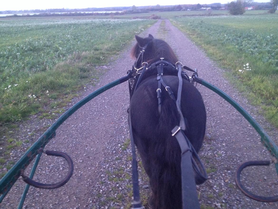 Shetlænder Molly - Molly for vogn, for 1 gang :) billede 16