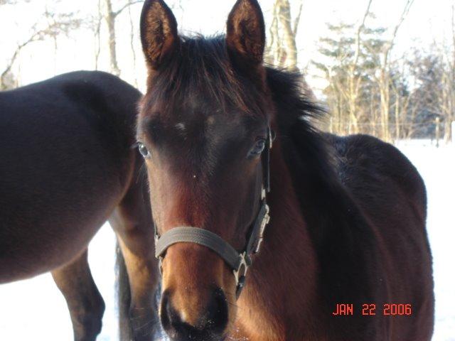 Oldenborg Bailey - Bailey ca. 1 år billede 12