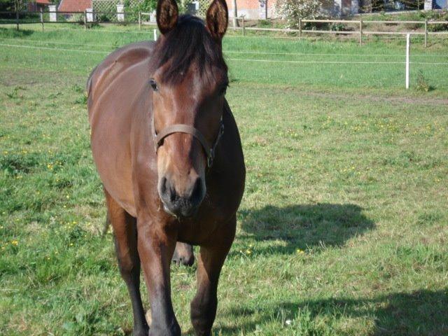 Oldenborg Bailey - Bailey 2 år billede 19