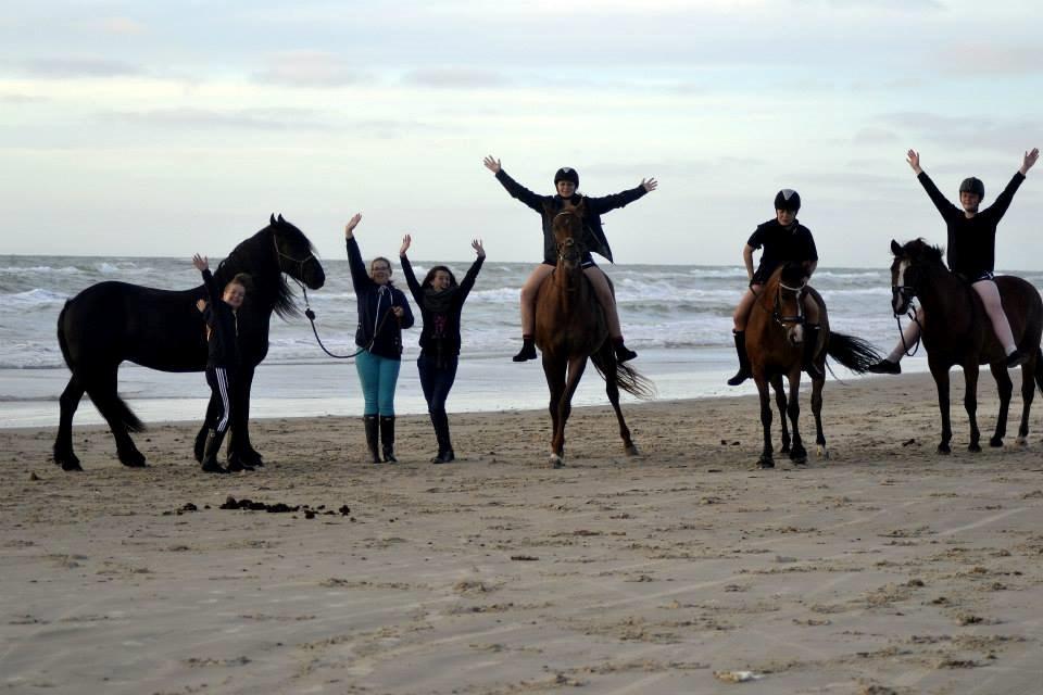 Dansk Varmblod Lucky ~ Lamaen ~ [Lånehest] billede 8