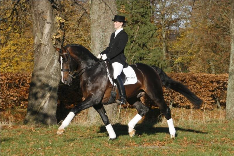 Oldenborg Bailey - Nando, Baileys far billede 20