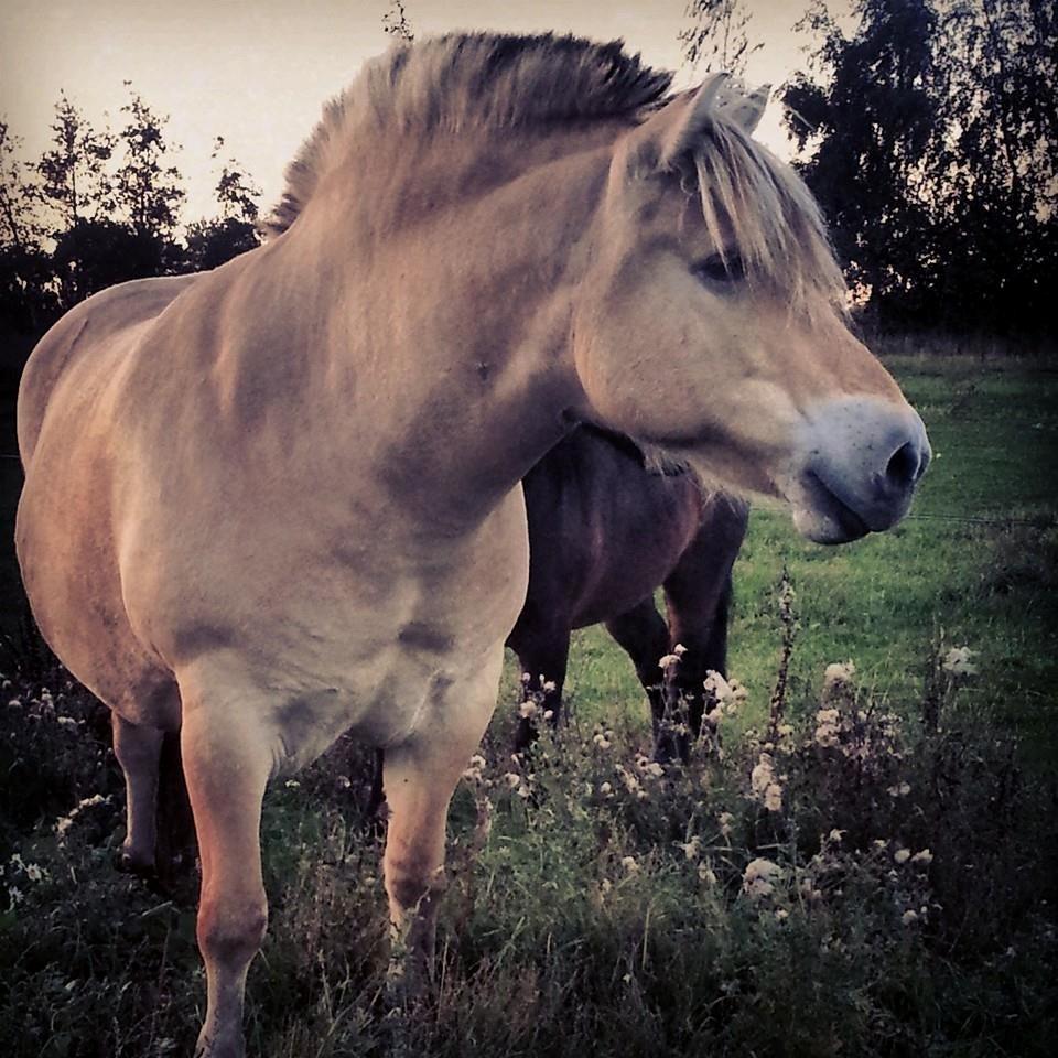 Fjordhest Oliver - Billedet veninden sendte til mig da jeg skulle se ham første gang :) billede 1